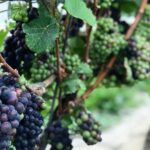 Full-Day Niagara-On-The-Lake Guided Wine and Charcuterie Tour - The Practical Side: Value, Duration, and Flexibility