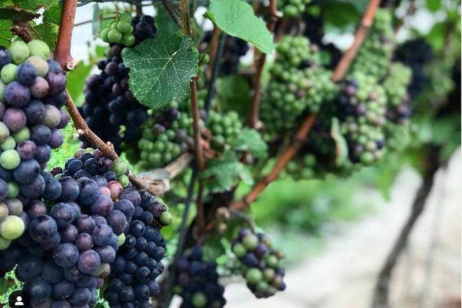 Full-Day Niagara-On-The-Lake Guided Wine and Charcuterie Tour - The Practical Side: Value, Duration, and Flexibility