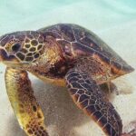 Full day Oahu´s North Shore Circle Island & Snorkeling w/ Turtles - A Closer Look at the Itinerary