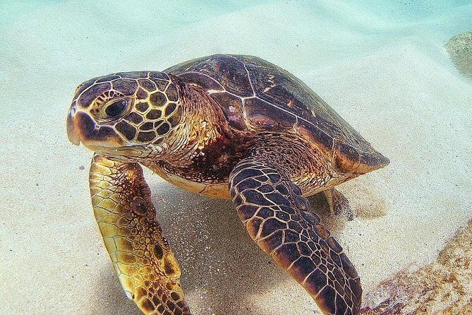 Full day Oahu´s North Shore Circle Island & Snorkeling w/ Turtles - A Closer Look at the Itinerary