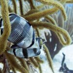 Full-Day Playa del Carmen Reef Diving Activity - What’s Included and What’s Not