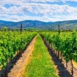 Full-Day Private Fraser Valley Wine Tour from Vancouver - What Travelers Should Know