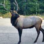 Full Day Private Tour Banff/Yoho Customized Sightseeing - Why Travelers Rate This Tour So Highly