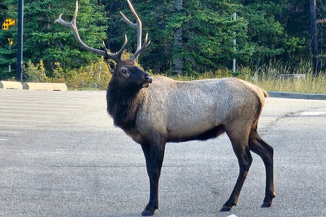 Full Day Private Tour Banff/Yoho Customized Sightseeing - Why Travelers Rate This Tour So Highly