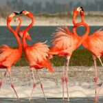 Full Day Tour from Cancun Rio Lagartos and Las Coloradas - Who is This Tour Best For?