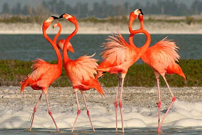 Full Day Tour from Cancun Rio Lagartos and Las Coloradas - Who is This Tour Best For?