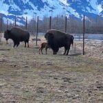 Full-day Tour in Turnagain - Practical Details and Why They Matter