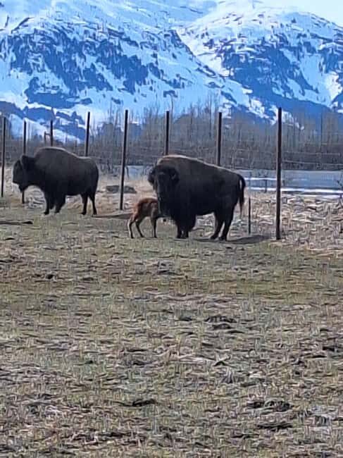 Full-day Tour in Turnagain - Practical Details and Why They Matter