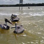 Full Day Tour Río Lagartos with Pickup from Mérida 7 AM - Is It Worth the Price?