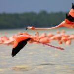 Full day tour to Rio Lagartos and Las Coloradas from Riviera Maya - The Practicalities: Transportation, Duration, and Group Size
