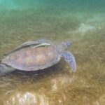 Full Day Tulum Paradise Beach - What Travelers Can Expect