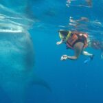 Full-Day Whale Shark Tour Puerto Morelos with Pickup and Lunch - What’s Included and What’s Not