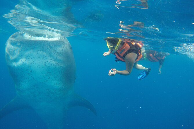 Full-Day Whale Shark Tour Puerto Morelos with Pickup and Lunch - What’s Included and What’s Not