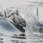 Full Day Whale Watching Campbell River - Final Thoughts: Is This Tour Worth It?