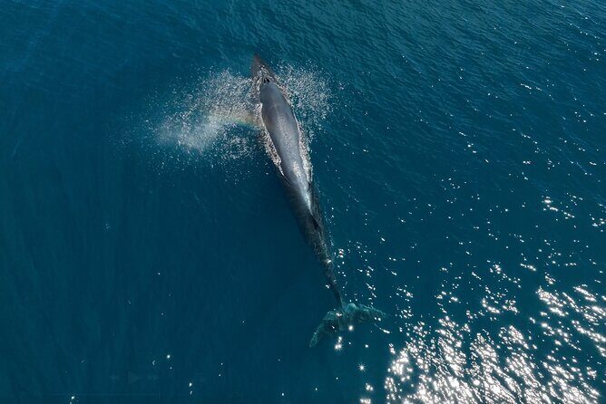 Full Day Wildlife Expedition in the Sea of Cortez - The Value of This Wildlife Safari
