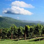 Full-Day Wine Country Wine Tastings From Atlanta - The Sum Up: Is It Worth It?