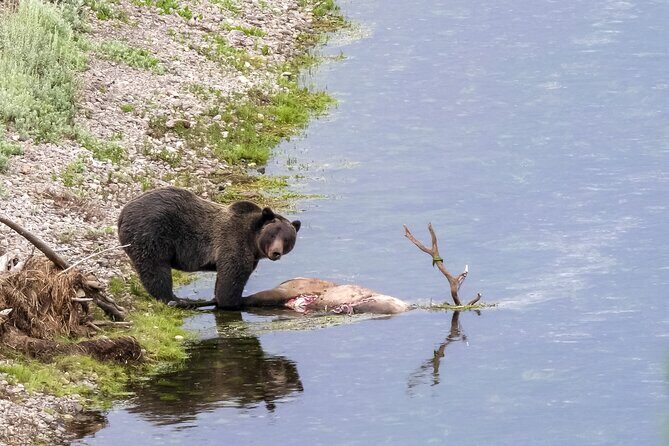 Full Day Yellowstone Lower Loop and Safari from Jackson Hole - Final Thoughts