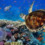 Full-dayTurtle Adventure: ATV, Zipline, Cenote & Turtle Swim - The Sum Up: Is It Worth It?