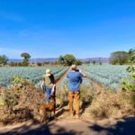 Fully-Private Half-Day Tequila Tour - An In-Depth Look at the Tour Experience