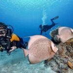Fun Dive in Playa del Carmen  Dive Machine Experience - What to Expect at the Dive Site