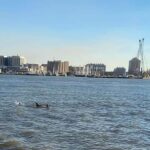Galveston: Dolphin-Watching Cruise - The Scenic Views and Landmarks from the Water