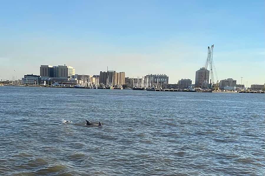 Galveston: Dolphin-Watching Cruise - The Scenic Views and Landmarks from the Water
