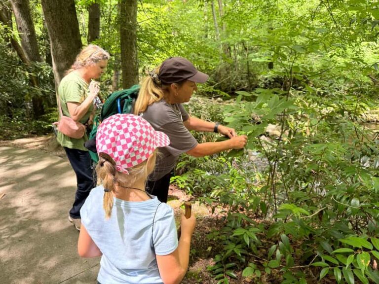 Gatlinburg: Adventure Hike and Craft for Kids - Who Would Appreciate This Tour?