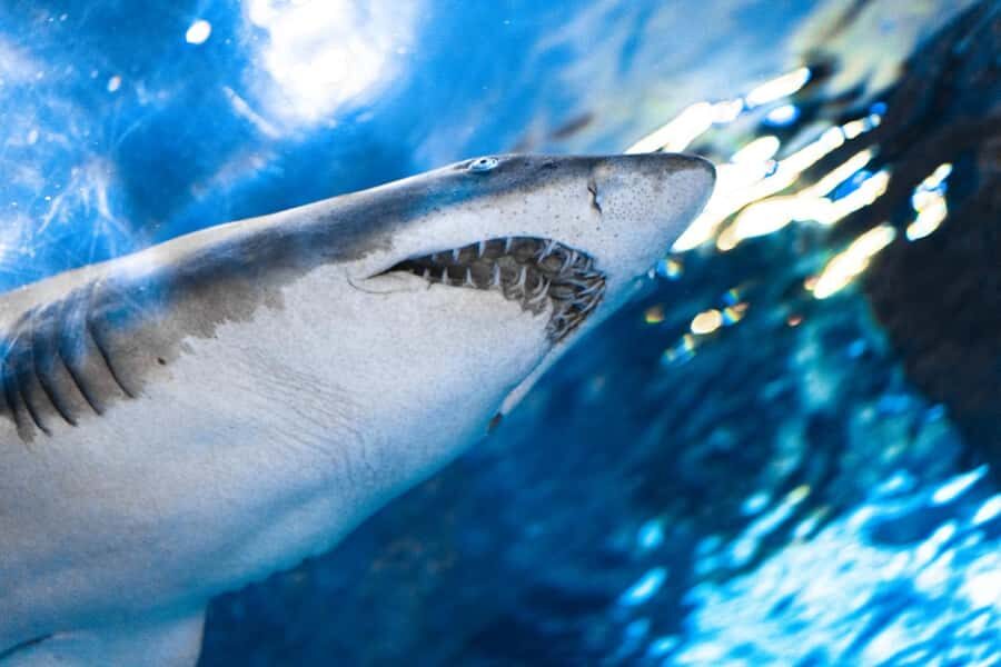 Gatlinburg: Ripley's Aquarium of the Smokies & Combo Ticket - The Aquarium Experience: What Makes It Special