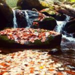 Gatlinburg: Smoky Mountains Fall Foliage Guided Tour - FAQ