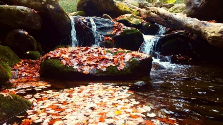 Gatlinburg: Smoky Mountains Fall Foliage Guided Tour - FAQ