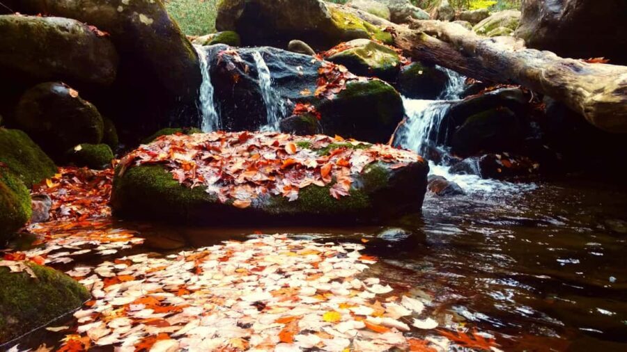 Gatlinburg: Smoky Mountains Fall Foliage Guided Tour - FAQ