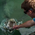 Giant Tarpon Fish Feeding Experience in Bayside Marketplace - Pricing and Value