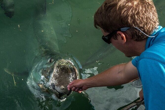 Giant Tarpon Fish Feeding Experience in Bayside Marketplace - Pricing and Value