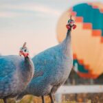 Giraffe Experience and Safari Wine Tour at Grapetown Vineyard - The Itinerary in Detail