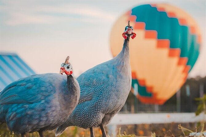 Giraffe Experience and Safari Wine Tour at Grapetown Vineyard - The Itinerary in Detail