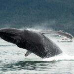 Glacier Bay: High Speed Catamaran Glacier & Wildlife Tour - The Practical Side: Timing, Price, and Value