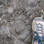 Glacier National Park: Morning Nature Walk - The Itinerary in Detail