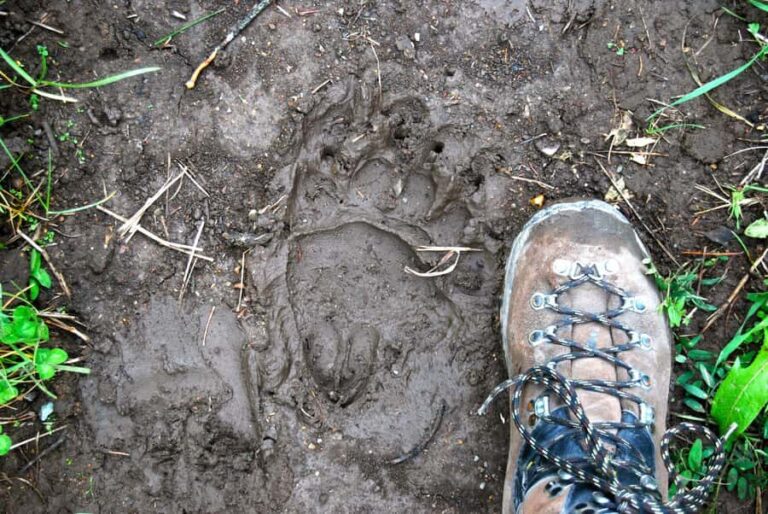 Glacier National Park: Morning Nature Walk - The Itinerary in Detail