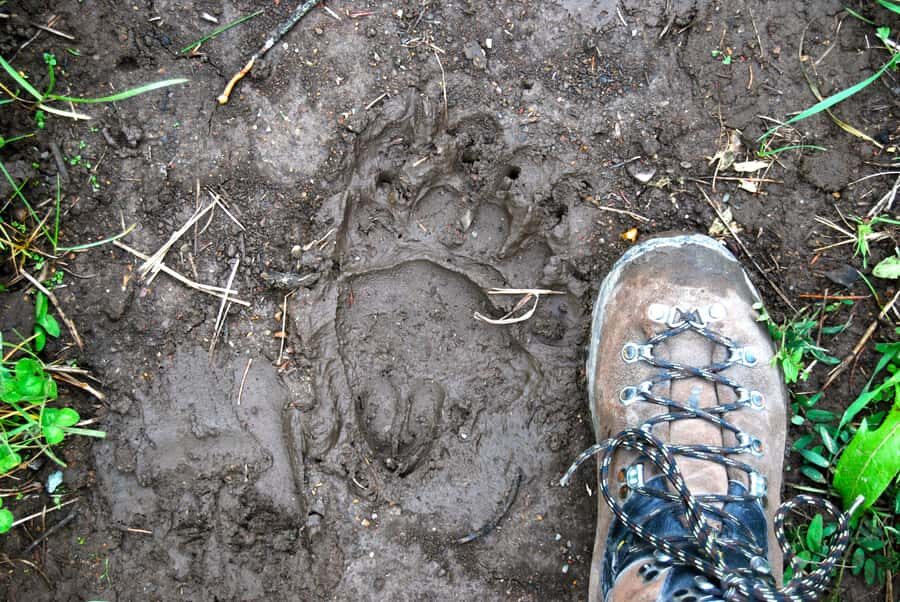 Glacier National Park: Morning Nature Walk - The Itinerary in Detail