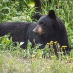 Glacier View & Wildlife Anchorage Adventure Tour - Why This Tour Offers Great Value