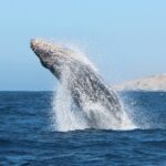 Glass Bottom Boat Sightseeing Tour in Cabo San Lucas - Practical Tips for Travelers