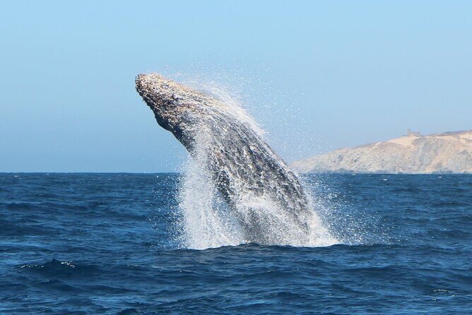 Glass Bottom Boat Sightseeing Tour in Cabo San Lucas - Practical Tips for Travelers