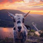 Goat Hiking, Beaver Dam Visit and picnic in Quebec forest - Frequently Asked Questions