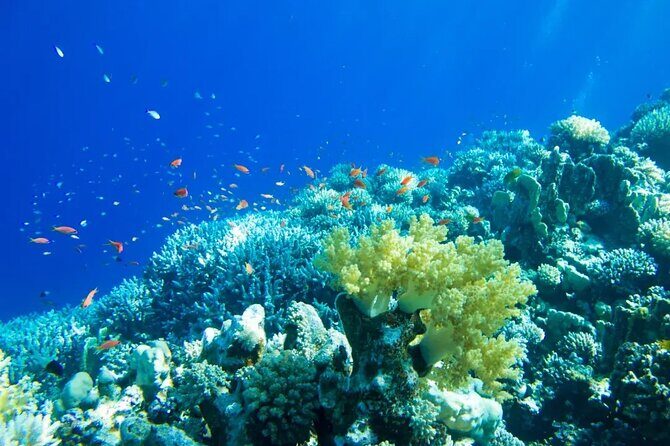 Gorgeous Contoy Adventure! Round Transportation from Cancun & Riviera Maya - The Experience vs. Expectations