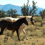 Grand Canyon West & Hoover Dam Combo Tour - An In-Depth Look at the Tour Itinerary