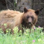 Grand Teton National Park Private Wildlife Safari - Full Day - An Introduction to the Tour Experience