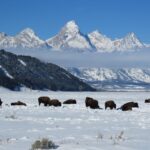 Grand Teton National Park: Wildlife Tour and Sleigh Ride - What’s Not to Miss?