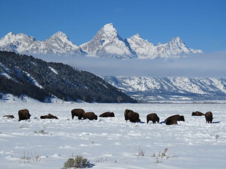 Grand Teton National Park: Wildlife Tour and Sleigh Ride - What’s Not to Miss?