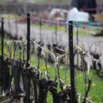 Grape to Glass Wine Experience - The Value of the Experience