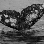 Gray Whale Journey: 10-Hour Tour with 3 Hours of Whale Watching - The Sum Up